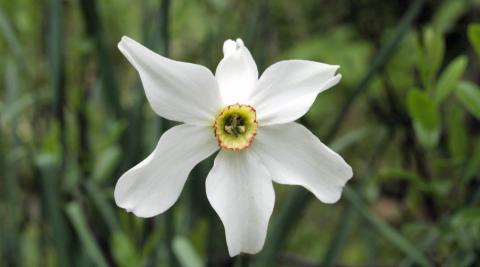 narcissus poeticus a 900x500